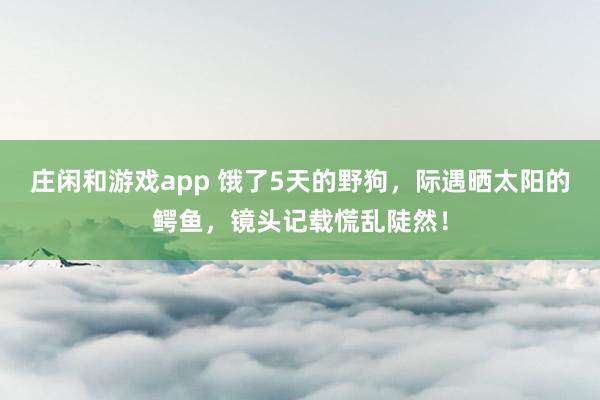 庄闲和游戏app 饿了5天的野狗，际遇晒太阳的鳄鱼，镜头记载慌乱陡然！