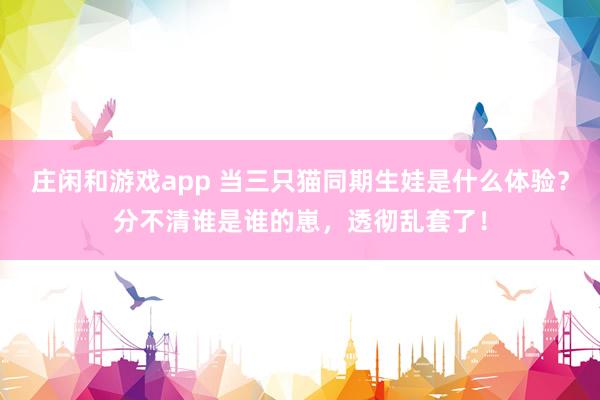 庄闲和游戏app 当三只猫同期生娃是什么体验？分不清谁是谁的崽，透彻乱套了！