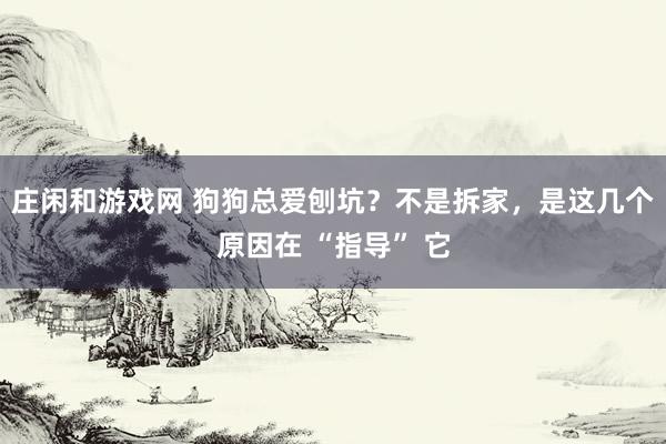 庄闲和游戏网 狗狗总爱刨坑？不是拆家，是这几个原因在 “指导” 它